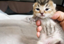 目が開いてきた子猫