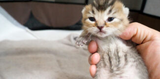 目が開いてきた子猫