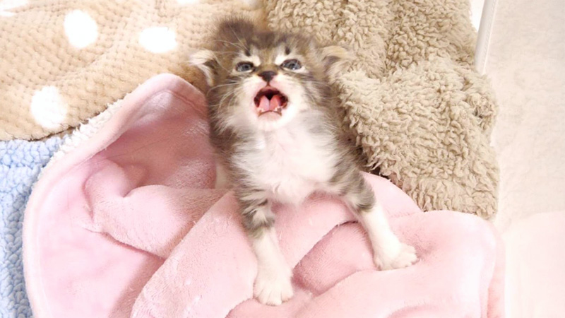 目覚めてすぐに鳴く子猫