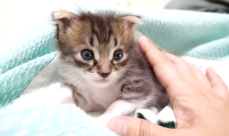 膝の上で大人しくなる子猫