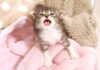 目覚めてすぐに鳴く子猫