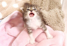 目覚めてすぐに鳴く子猫