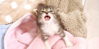 目覚めてすぐに鳴く子猫