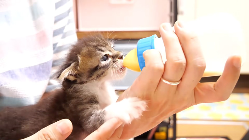 ミルクを飲む子猫