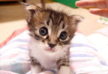 お腹を満たした子猫