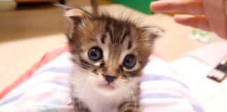 お腹を満たした子猫