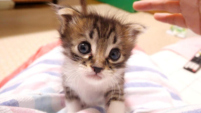 お腹を満たした子猫