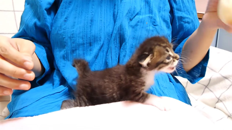 ミルクが飲みたい子猫