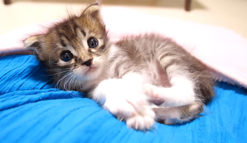 膝の上でくつろぐ子猫