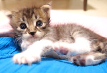 ミルクのおねだりが可愛い赤ちゃん猫。食後のまったりタイムにキュンとする♡ 膝の上でくつろぐ子猫