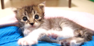 膝の上でくつろぐ子猫