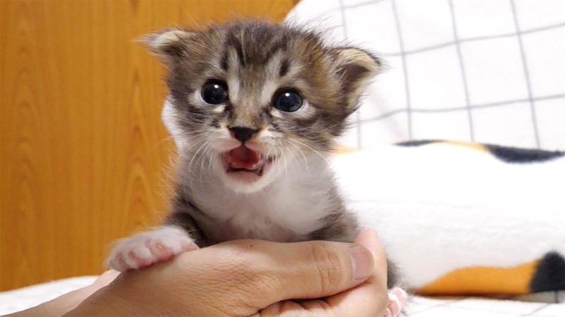 ミルクをおねだりする子猫