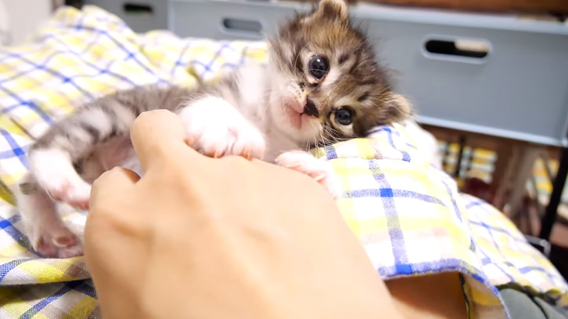 膝の上で甘える子猫