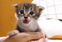 ミルクをおねだりする子猫