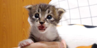 ミルクをおねだりする子猫