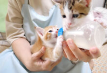 ミルクにテンションが上がった子猫達