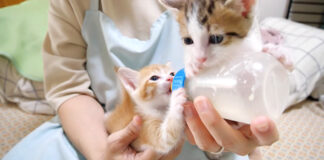 ミルクにテンションが上がった子猫達