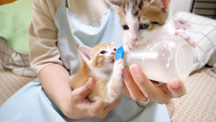 ミルクにテンションが上がった子猫達