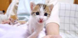 モキュモキュ鳴く子猫