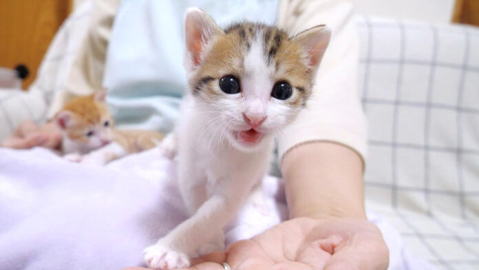 モキュモキュ鳴く子猫