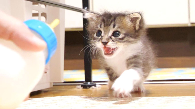 モーニングミルクに気づいた子猫