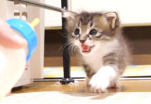 モーニングミルクに気づいた子猫