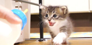 モーニングミルクに気づいた子猫