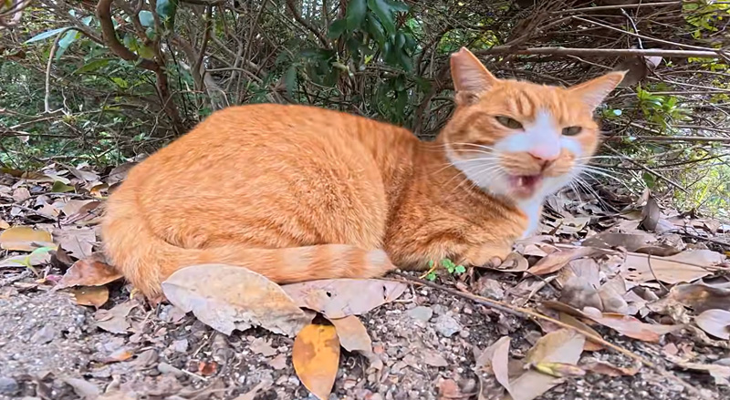 撫でられたい猫