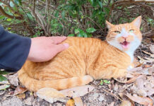 撫でて欲しい猫