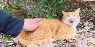 撫でて欲しい猫