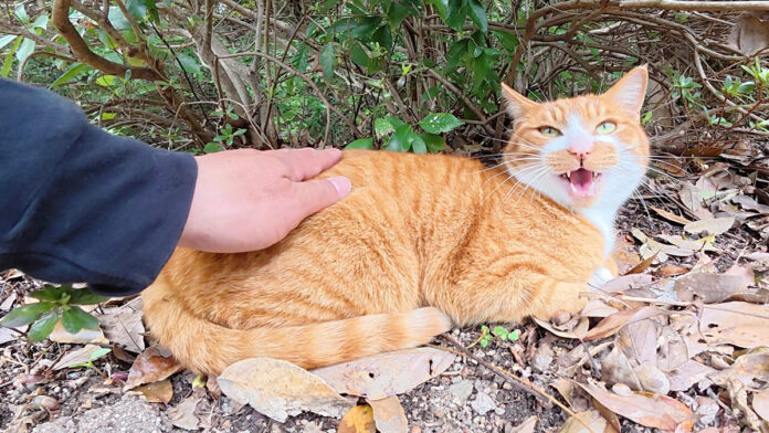 撫でて欲しい猫