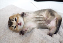 舐められるとひっくり返っちゃう子猫