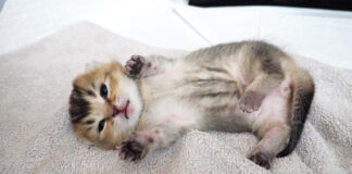 舐められるとひっくり返っちゃう子猫