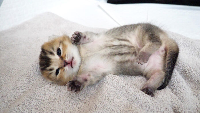 舐められるとひっくり返っちゃう子猫