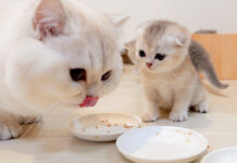 ご飯をパパに取られた子猫