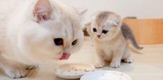 ご飯をパパに取られた子猫