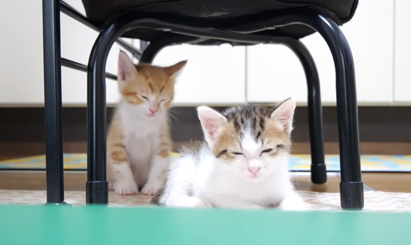 並んでウトウトする子猫達