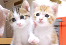 楽しく遊んだ後、並んでウトウトする子猫達の可愛い姿に思わずホッコリ (*´ω`*)♡ 仲良しな子猫達