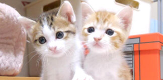 仲良しな子猫達