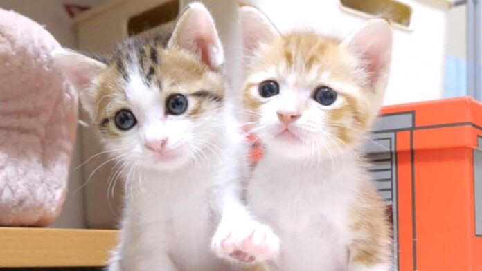 仲良しな子猫達