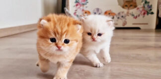 走る子猫達