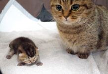 子猫の寝顔の撮影を阻止するママ猫