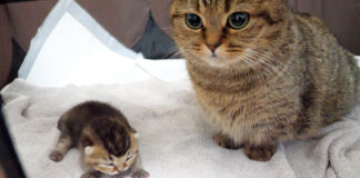 子猫の寝顔の撮影を阻止するママ猫