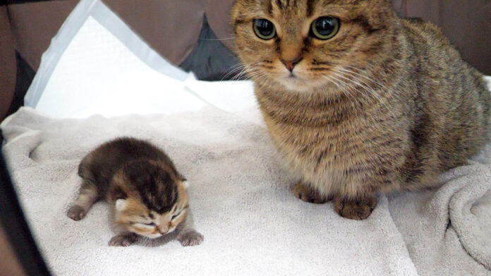 子猫の寝顔の撮影を阻止するママ猫