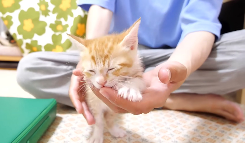 指を吸う子猫