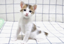 猫背とは無縁の子猫