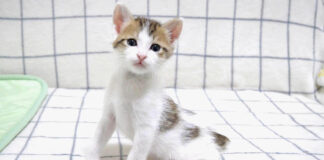 猫背とは無縁の子猫