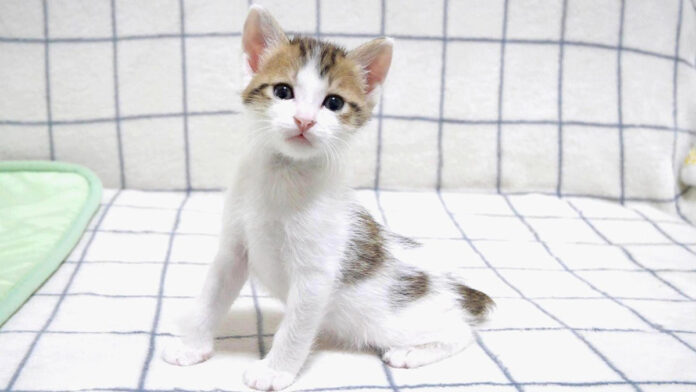 猫背とは無縁の子猫