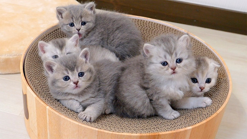 寝起きの子猫達