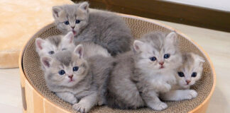 寝起きの子猫達